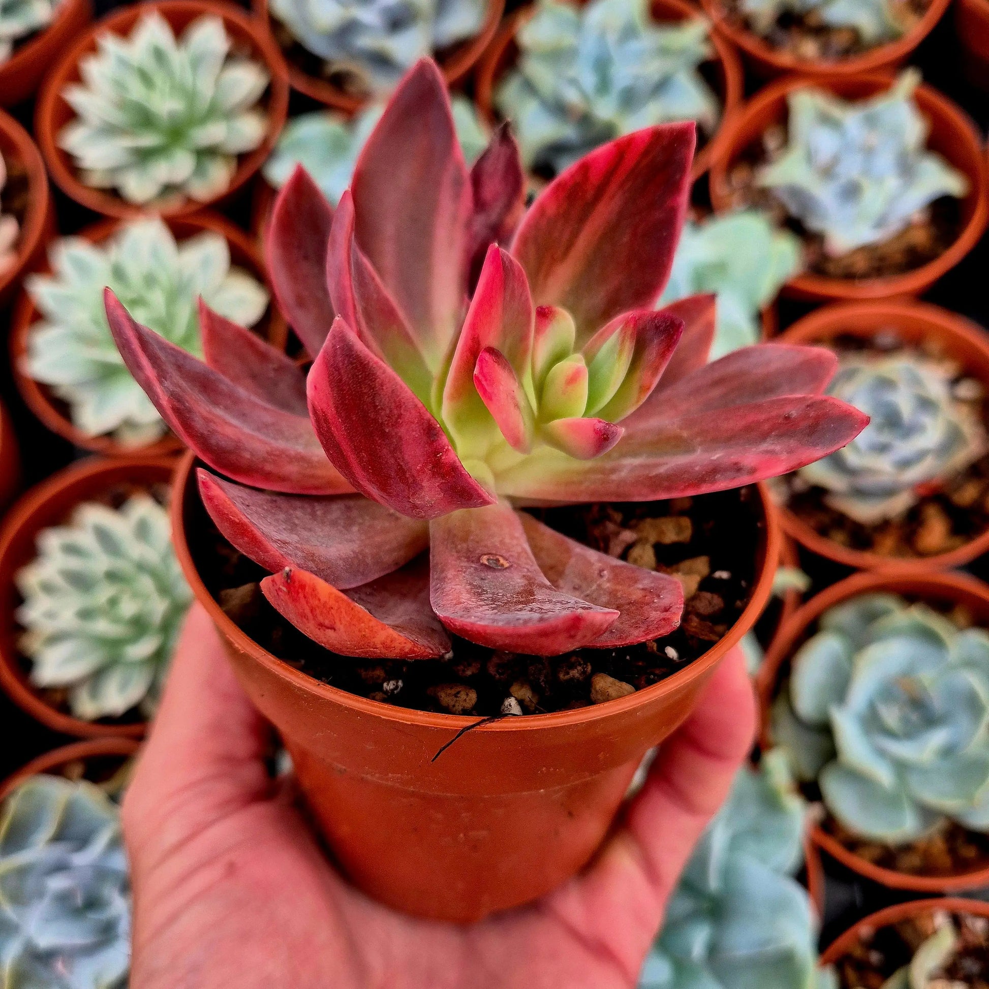 Echeveria ’Hanakaida’ variegada