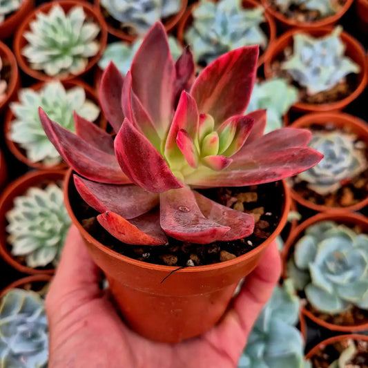 Echeveria ’Hanakaida’ variegada
