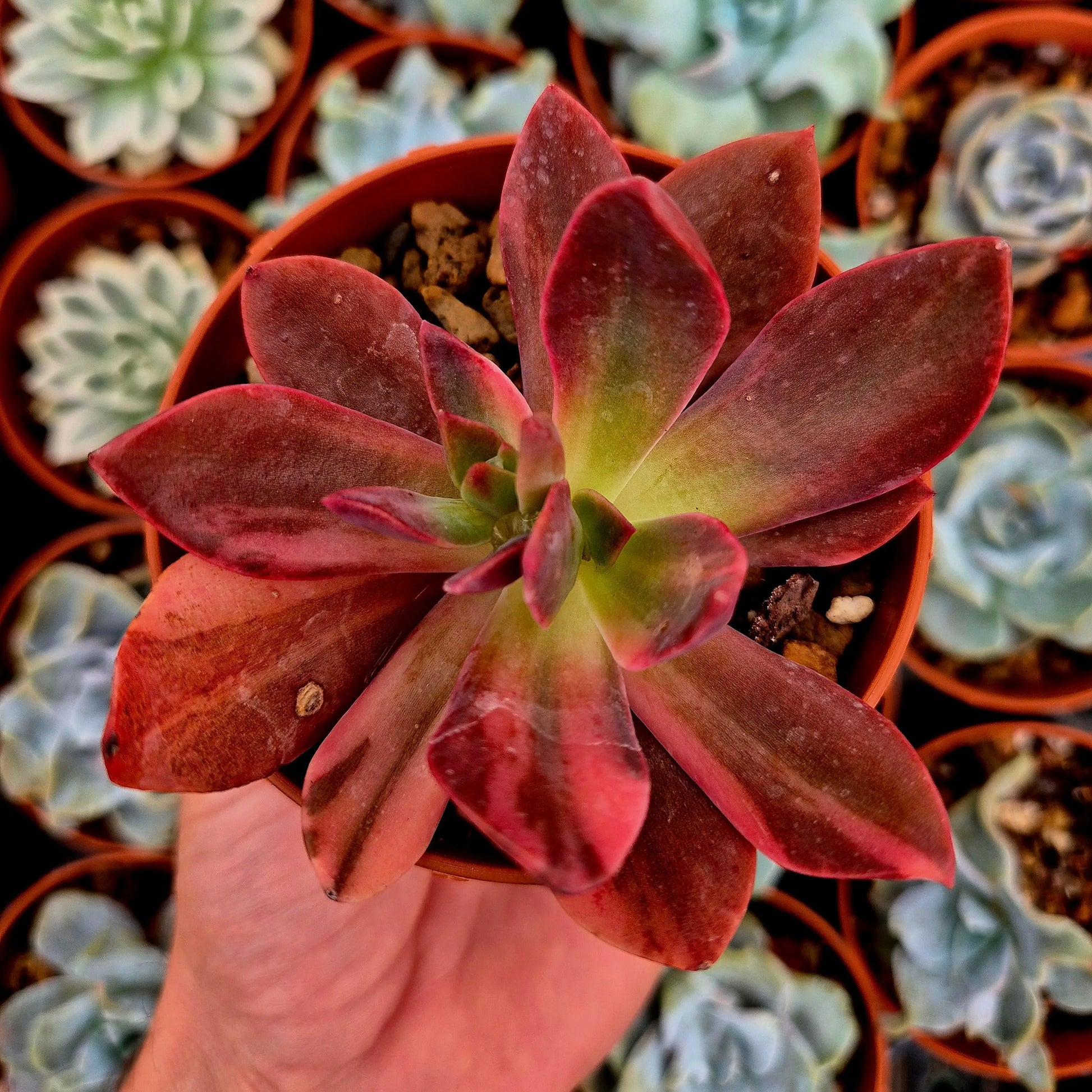 Echeveria ’Hanakaida’ variegada