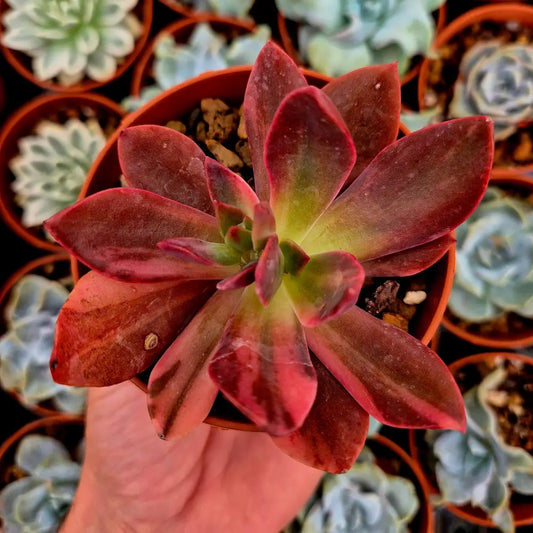 Echeveria ’Hanakaida’ variegada