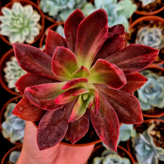 Echeveria ’Hanakaida’ variegada