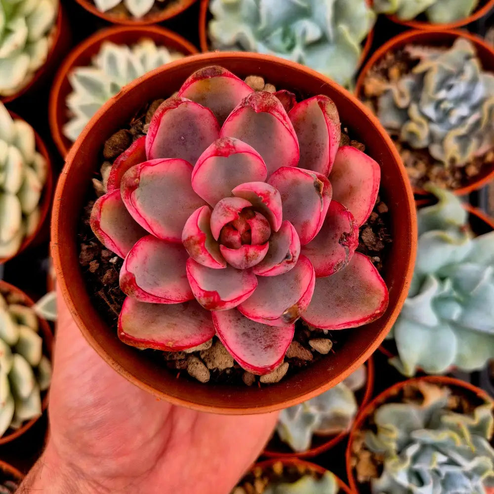 Echeveria ’Hera’ variegada