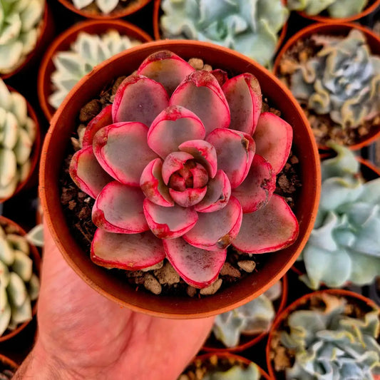 Echeveria ’Hera’ variegada