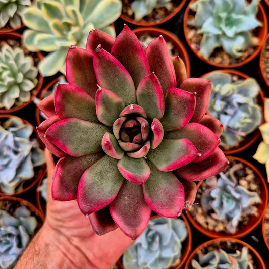 Echeveria ’Horse’ variegada
