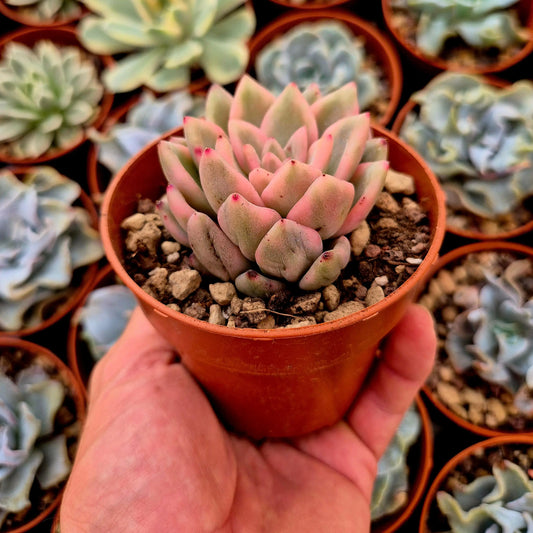 Echeveria ’Ice Moon’ variegada