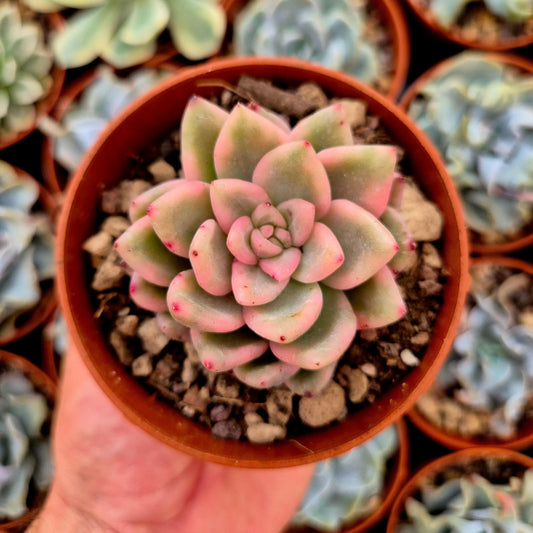 Echeveria ’Ice Moon’ variegada