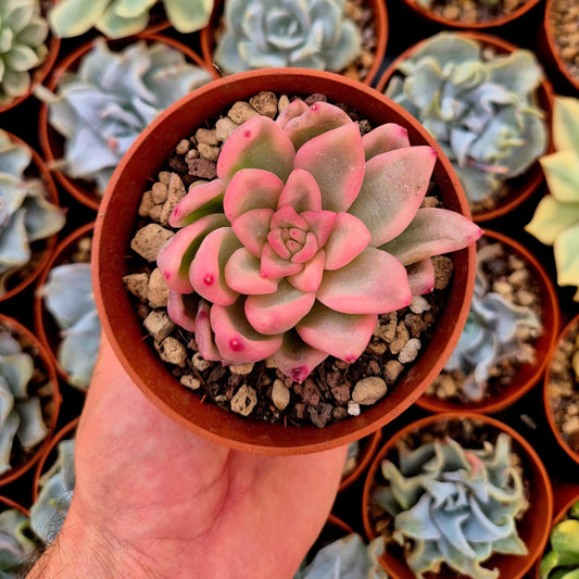 Echeveria ’Ice Moon’ variegada