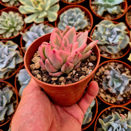 Echeveria ’Ice Moon’ variegada