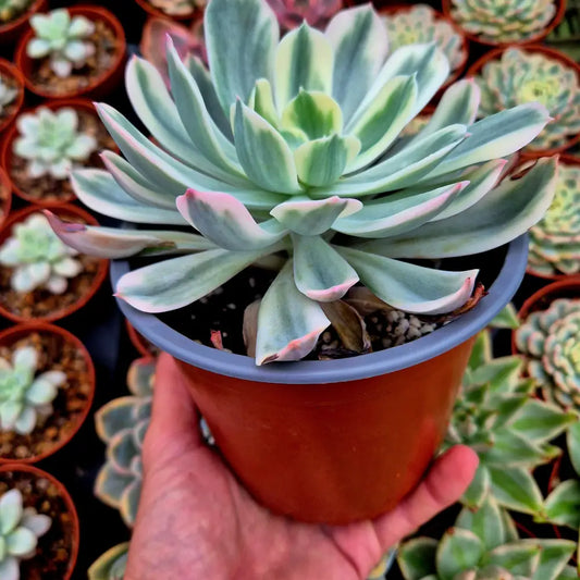 Echeveria ’Imbricata’ variegada XXL