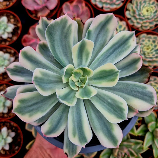 Echeveria ’Imbricata’ variegada XXL