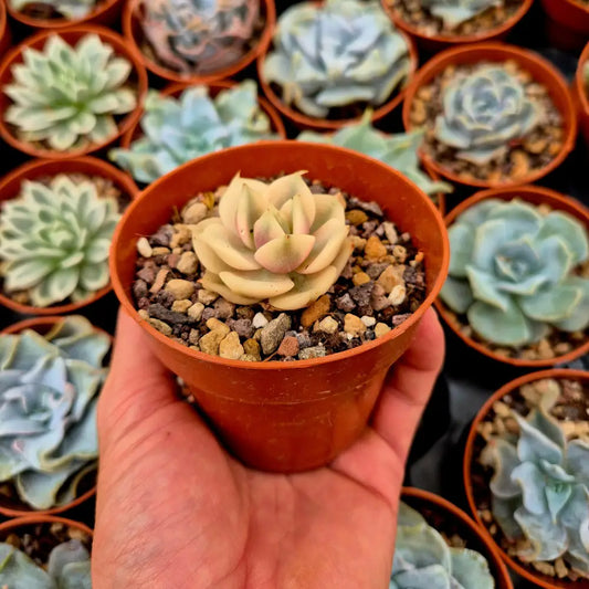 Echeveria ’Lake Baikal’ variegada