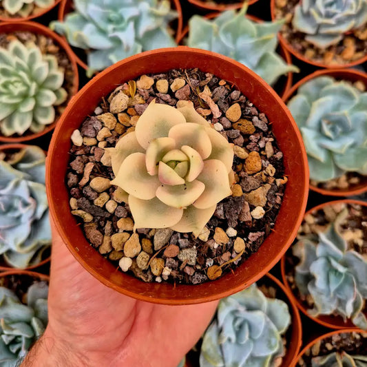Echeveria ’Lake Baikal’ variegada