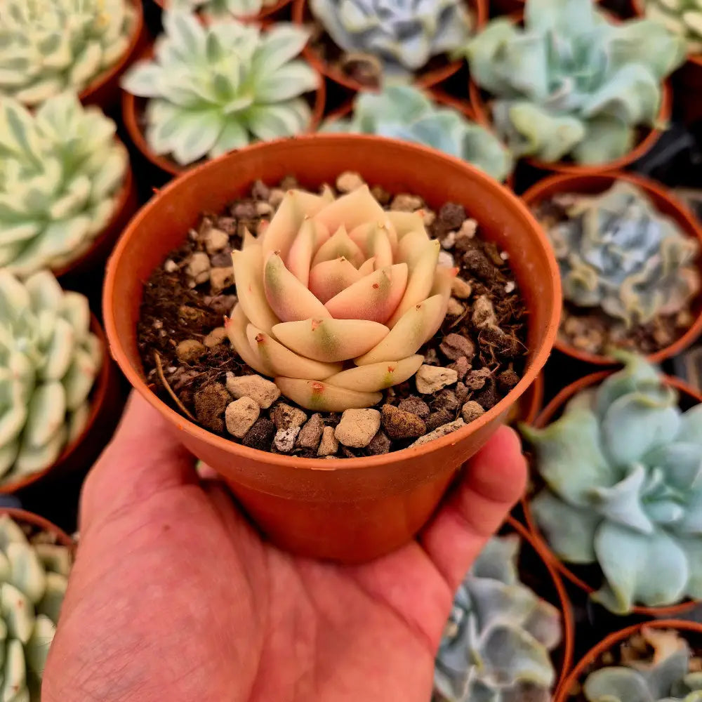 Echeveria ’Lake Baikal’ variegada