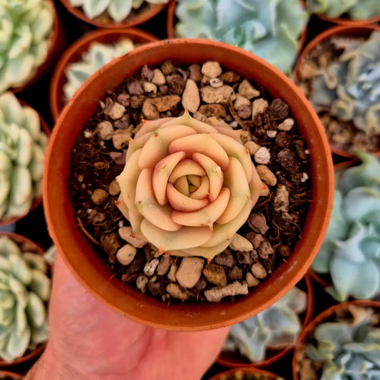 Echeveria ’Lake Baikal’ variegada
