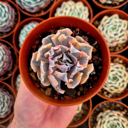 Echeveria ’LIberia’ variegada