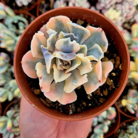 Echeveria ’LIberia’ variegada