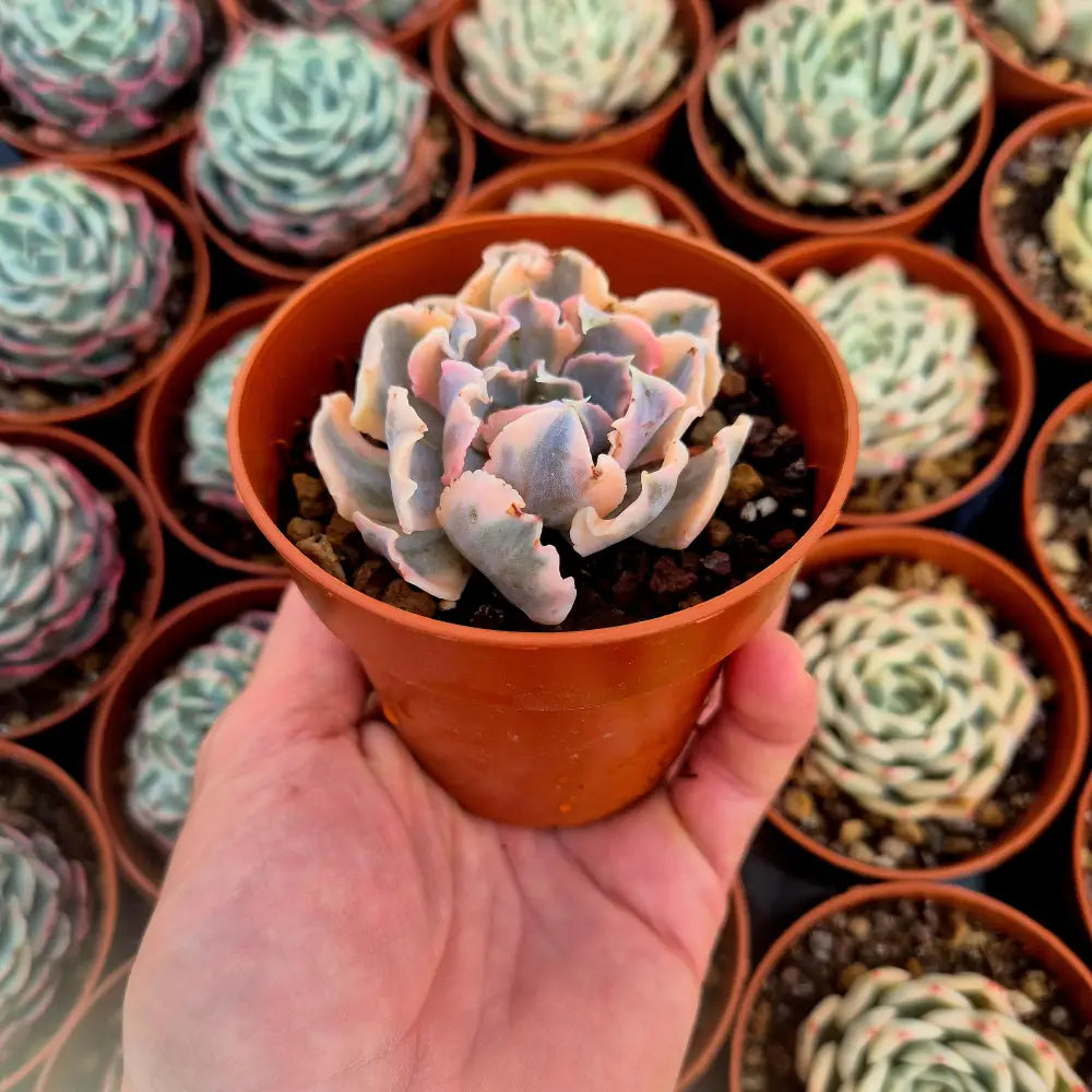 Echeveria ’LIberia’ variegada