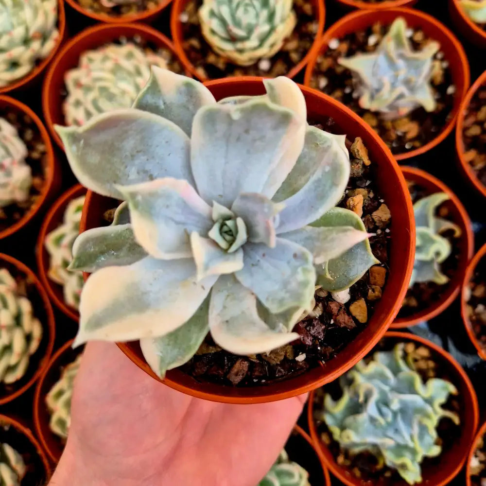 Echeveria lilacina variegada