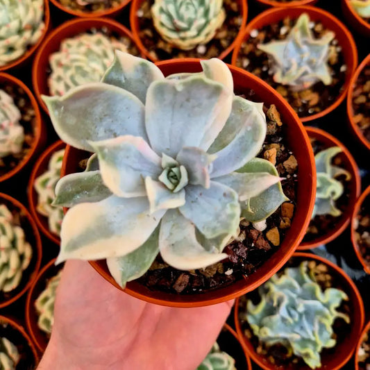 Echeveria lilacina variegada