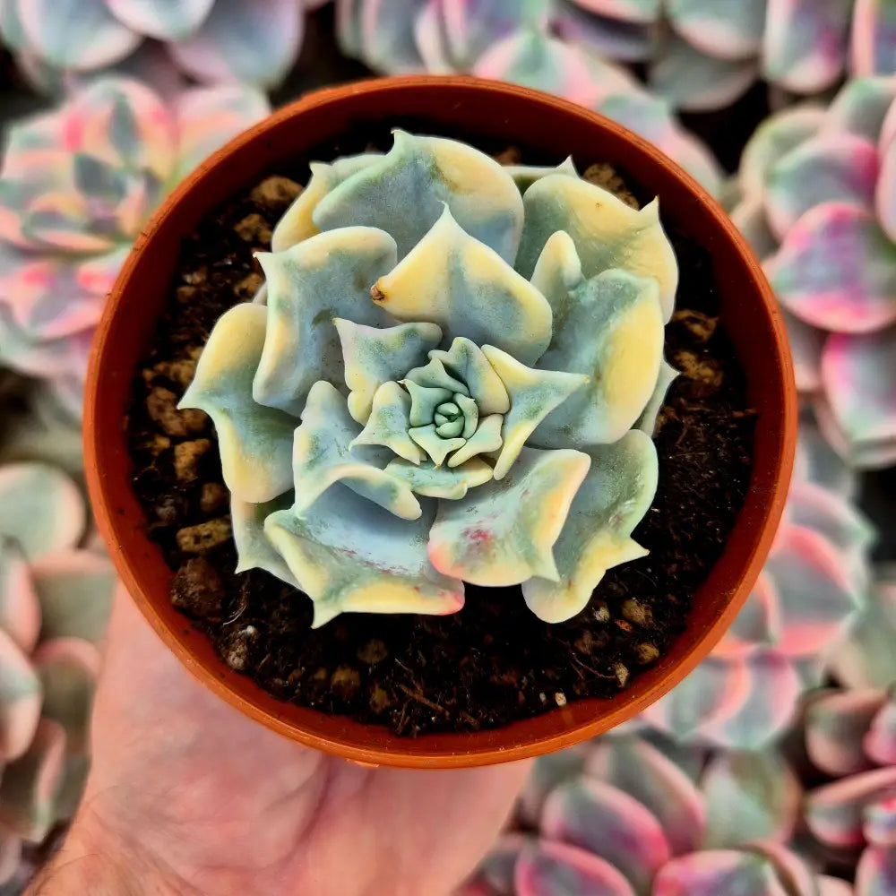Echeveria lilacina variegada