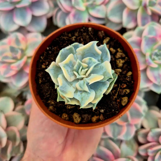 Echeveria lilacina variegada