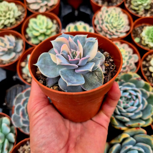Echeveria lilacina variegada