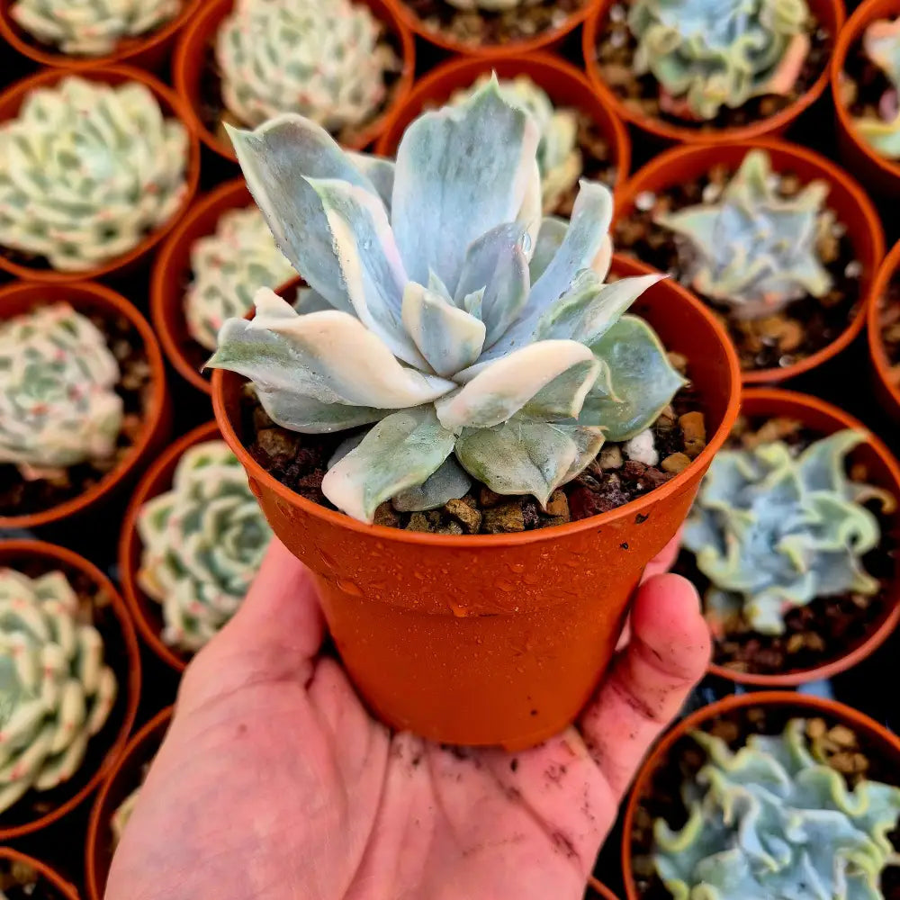 Echeveria lilacina variegada