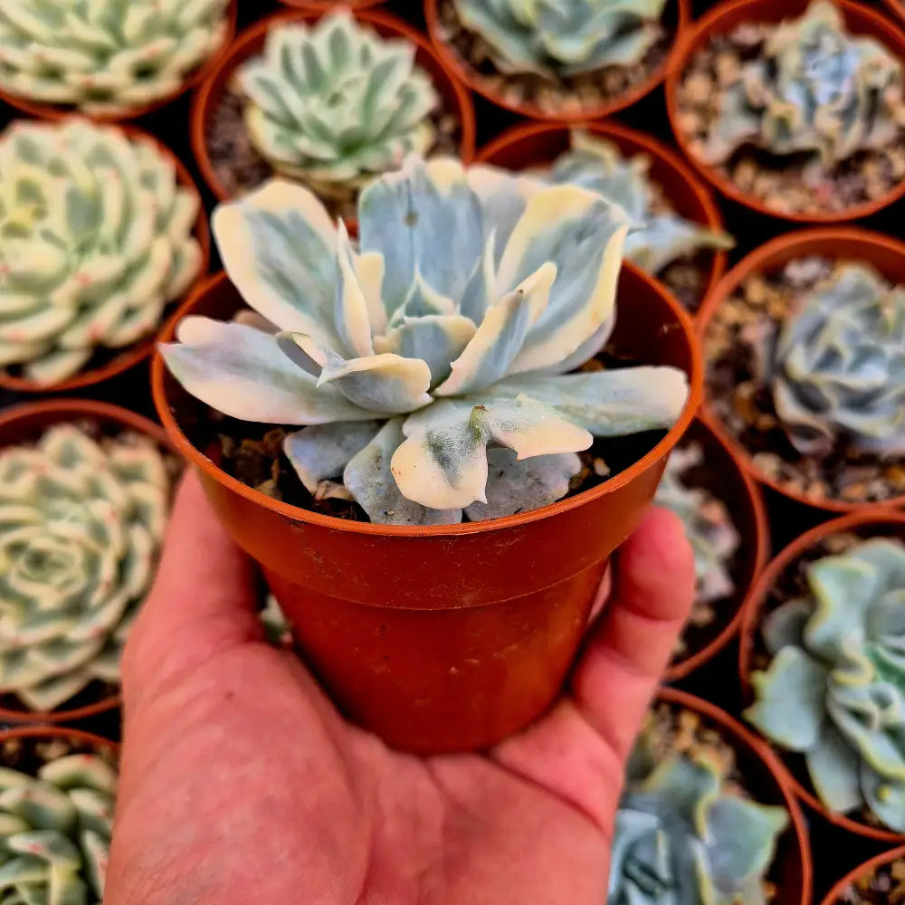 Echeveria lilacina variegada