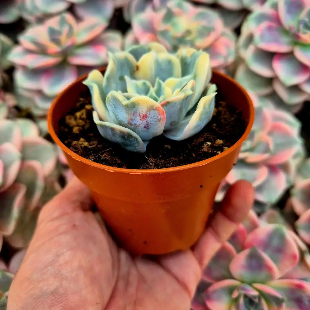Echeveria lilacina variegada