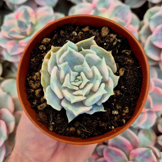 Echeveria lilacina variegada