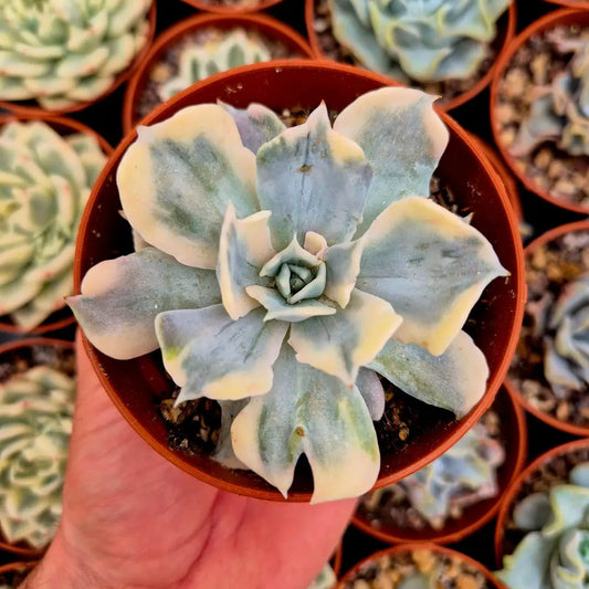 Echeveria lilacina variegada