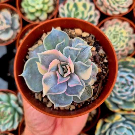 Echeveria lilacina variegada