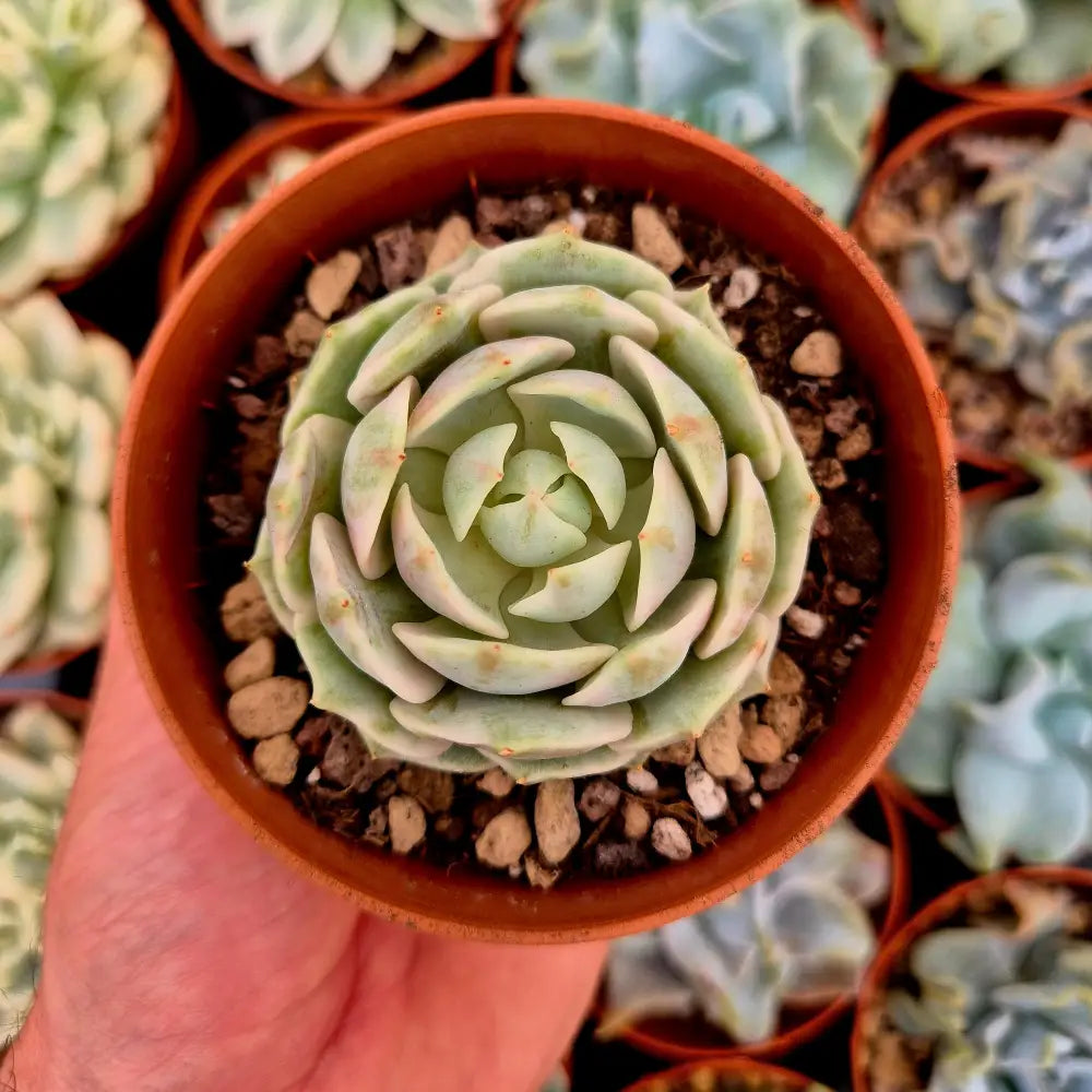 Echeveria ’Lola’ variegada
