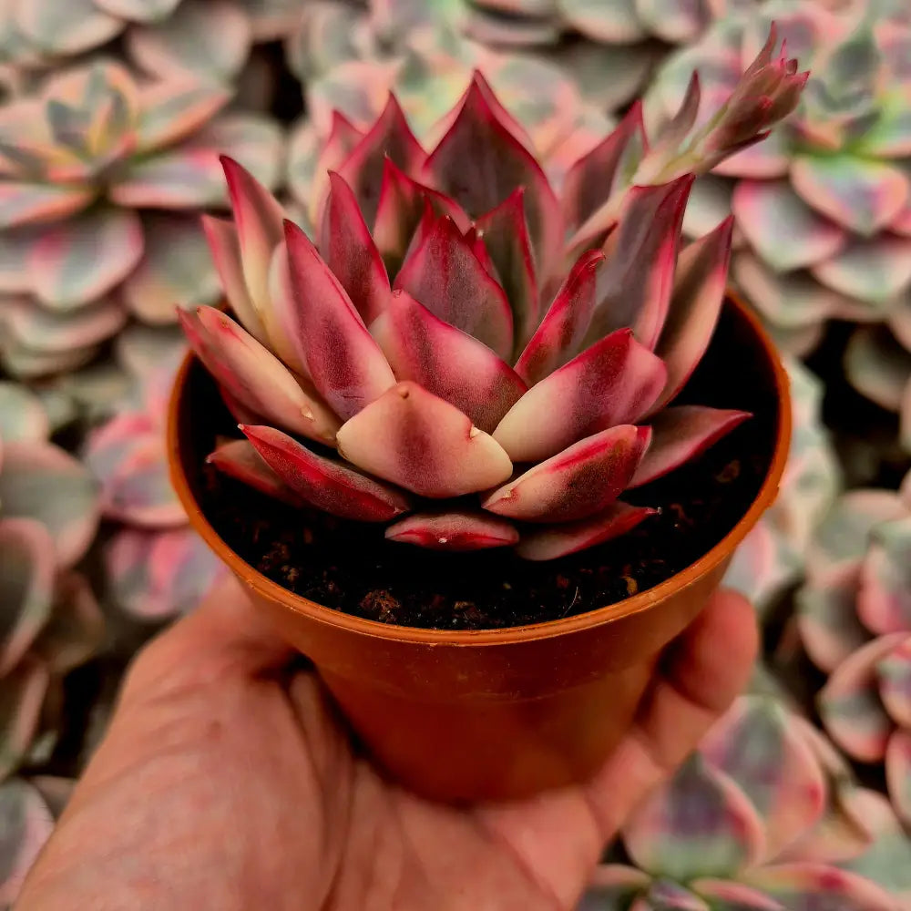 Echeveria ’Lotus Lantern’ variegada
