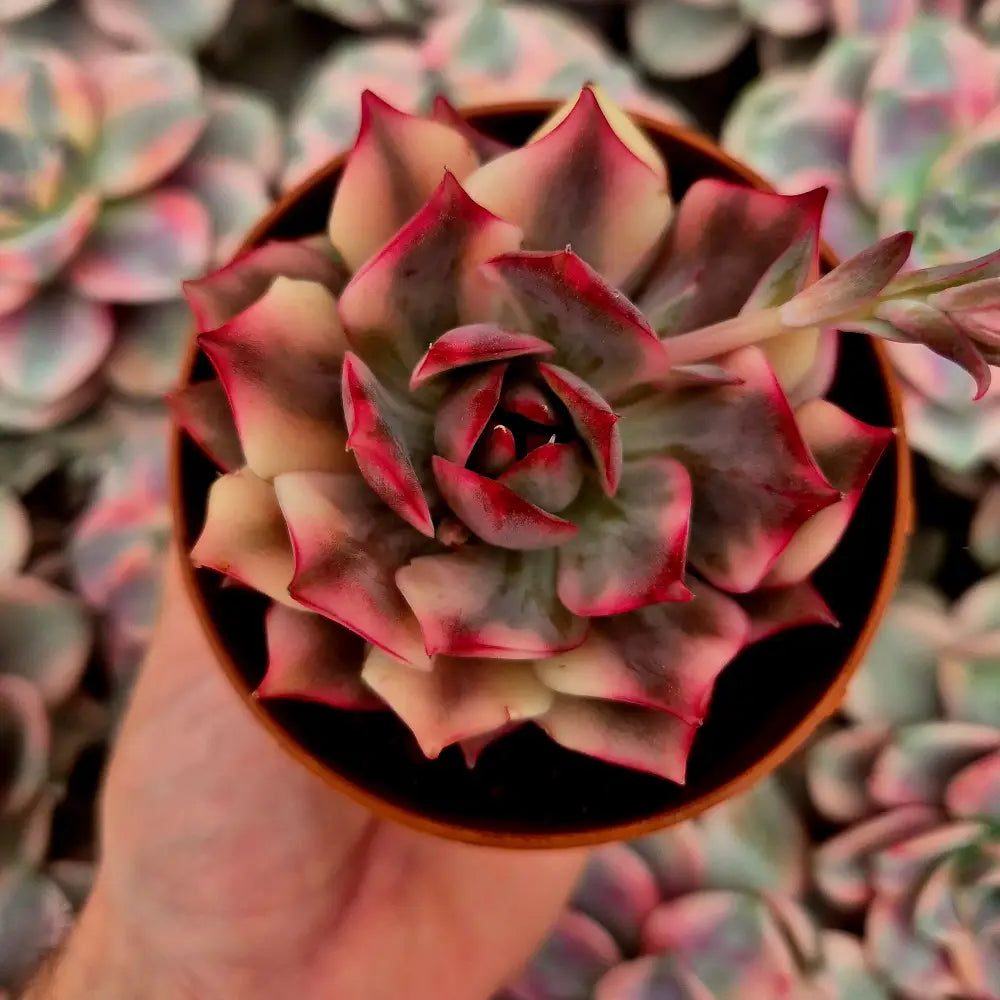 Echeveria ’Lotus Lantern’ variegada