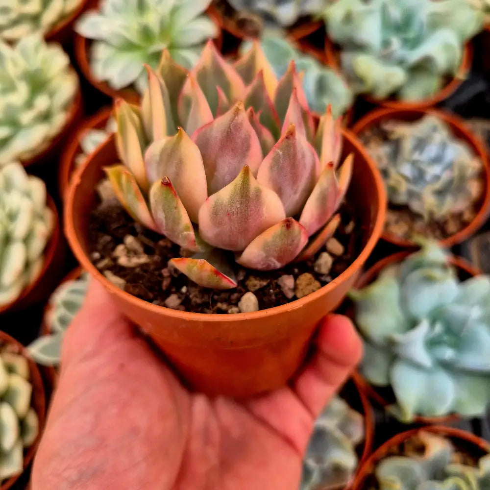 Echeveria ’Lotus Lantern’ variegada