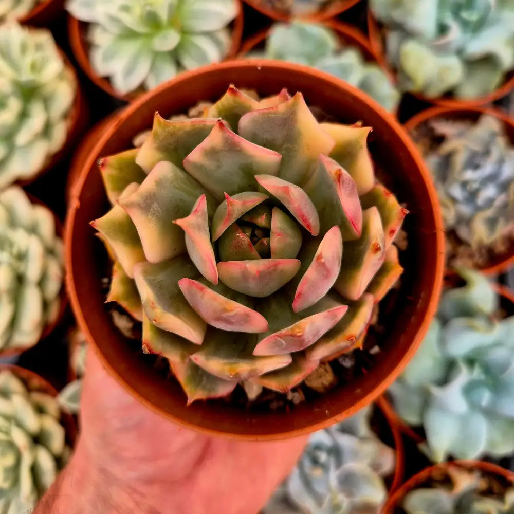Echeveria ’Lotus Lantern’ variegada