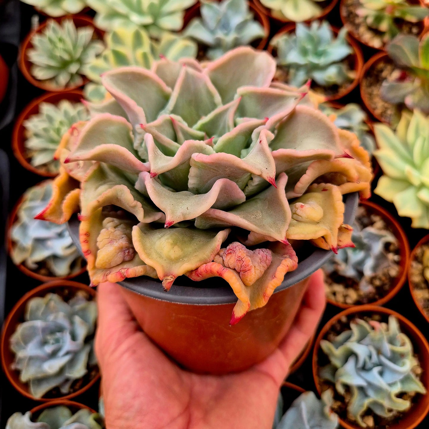 Echeveria ’Madiba’ bumps
