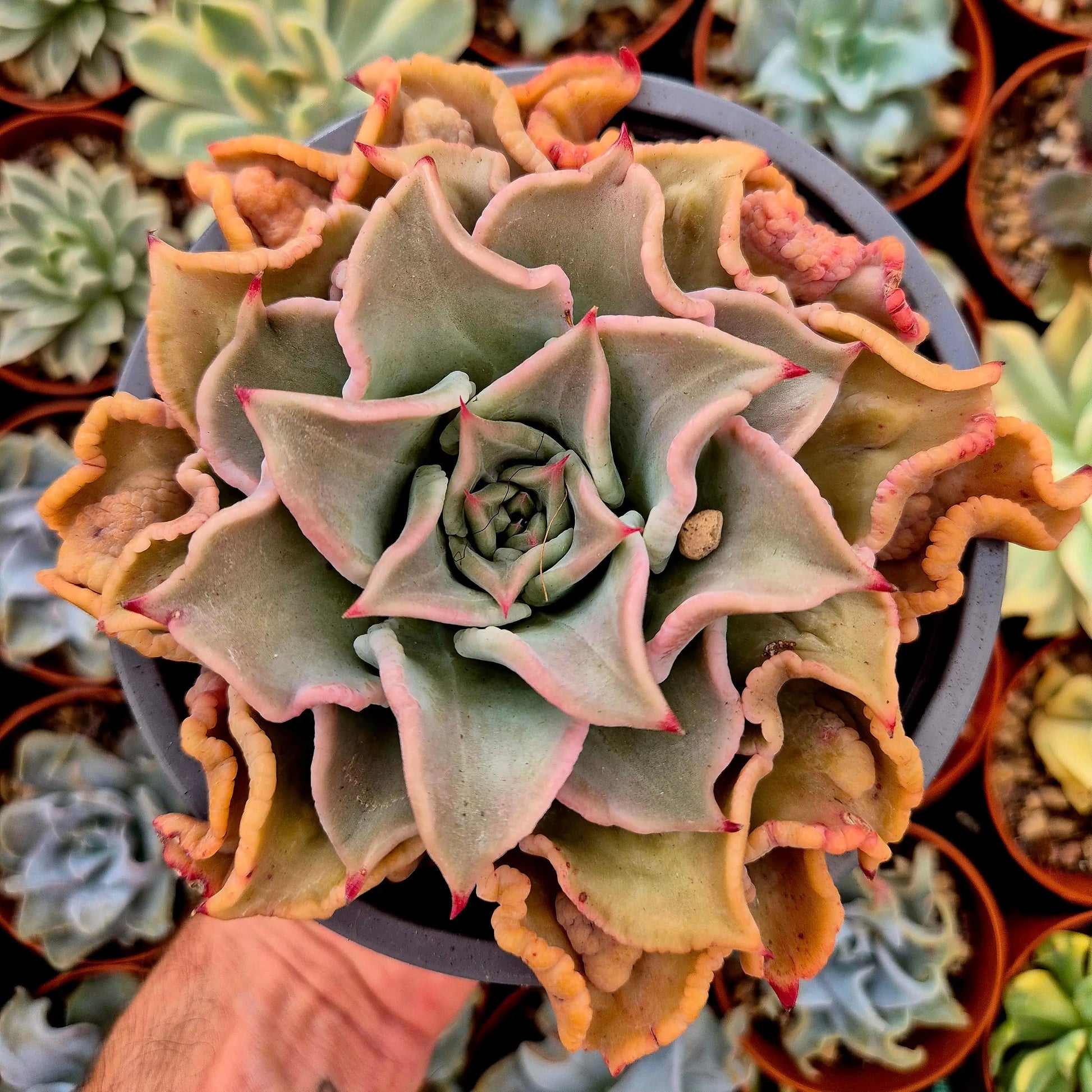 Echeveria ’Madiba’ bumps