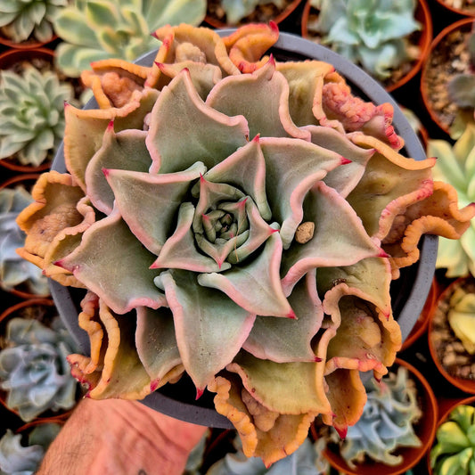 Echeveria ’Madiba’ bumps