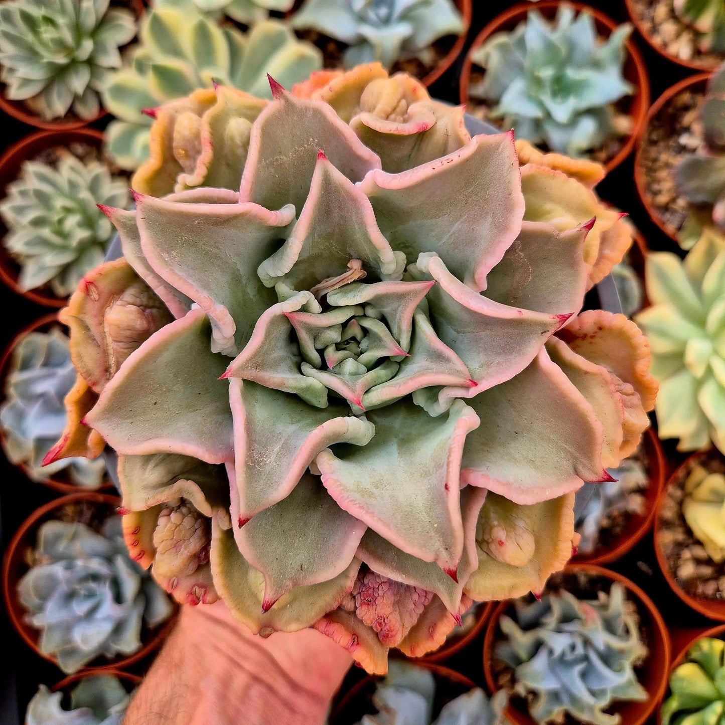 Echeveria ’Madiba’ bumps