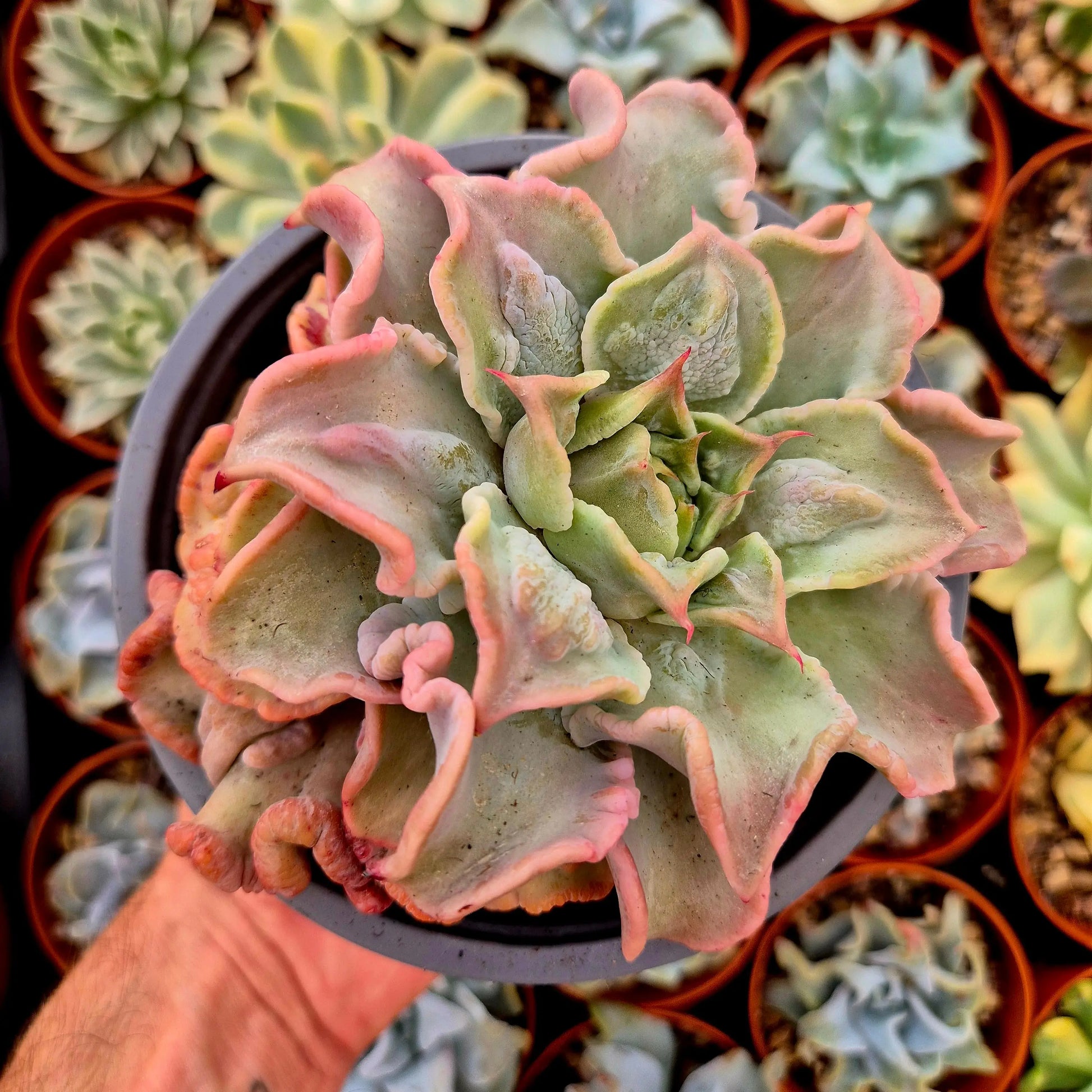 Echeveria ’Madiba’ bumps