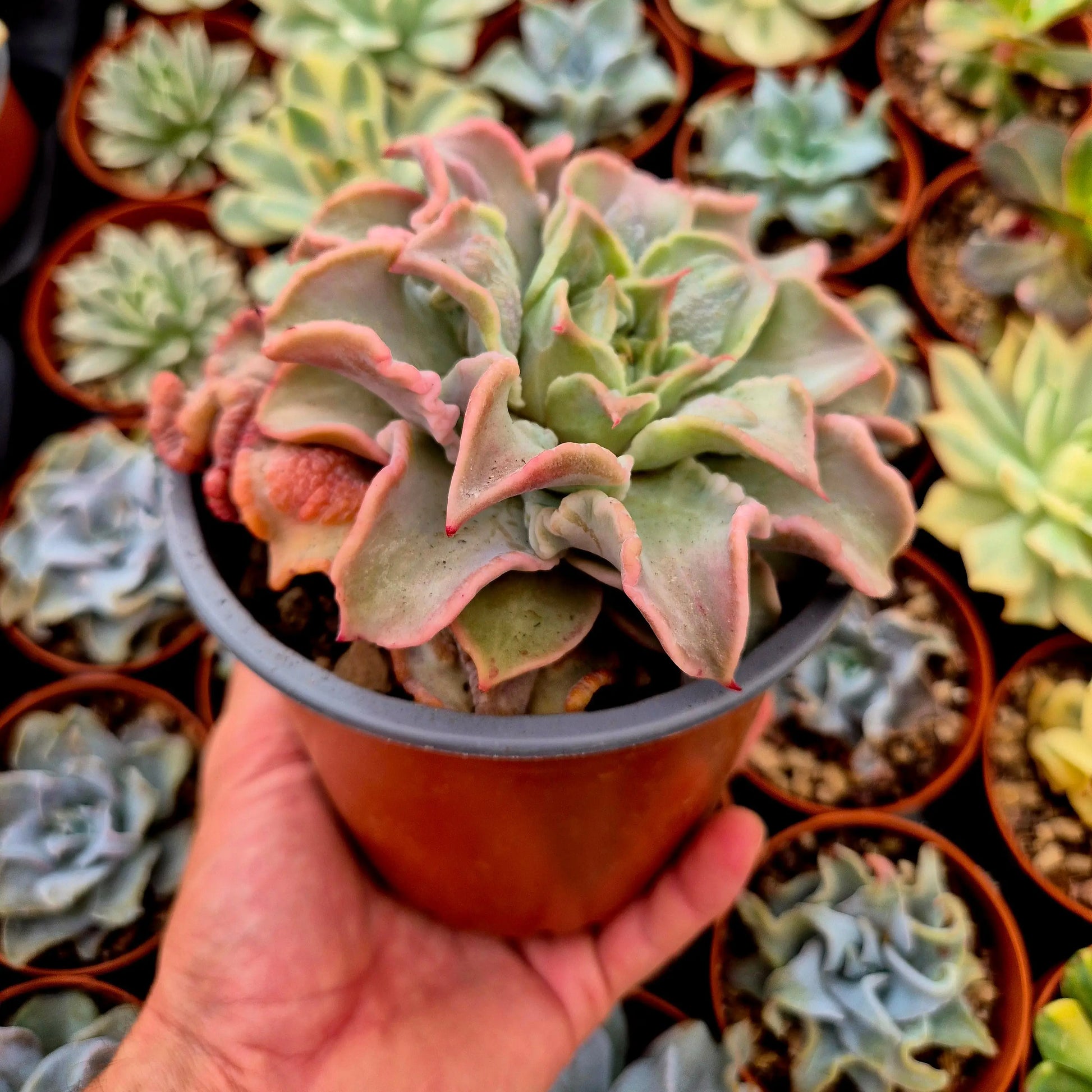 Echeveria ’Madiba’ bumps