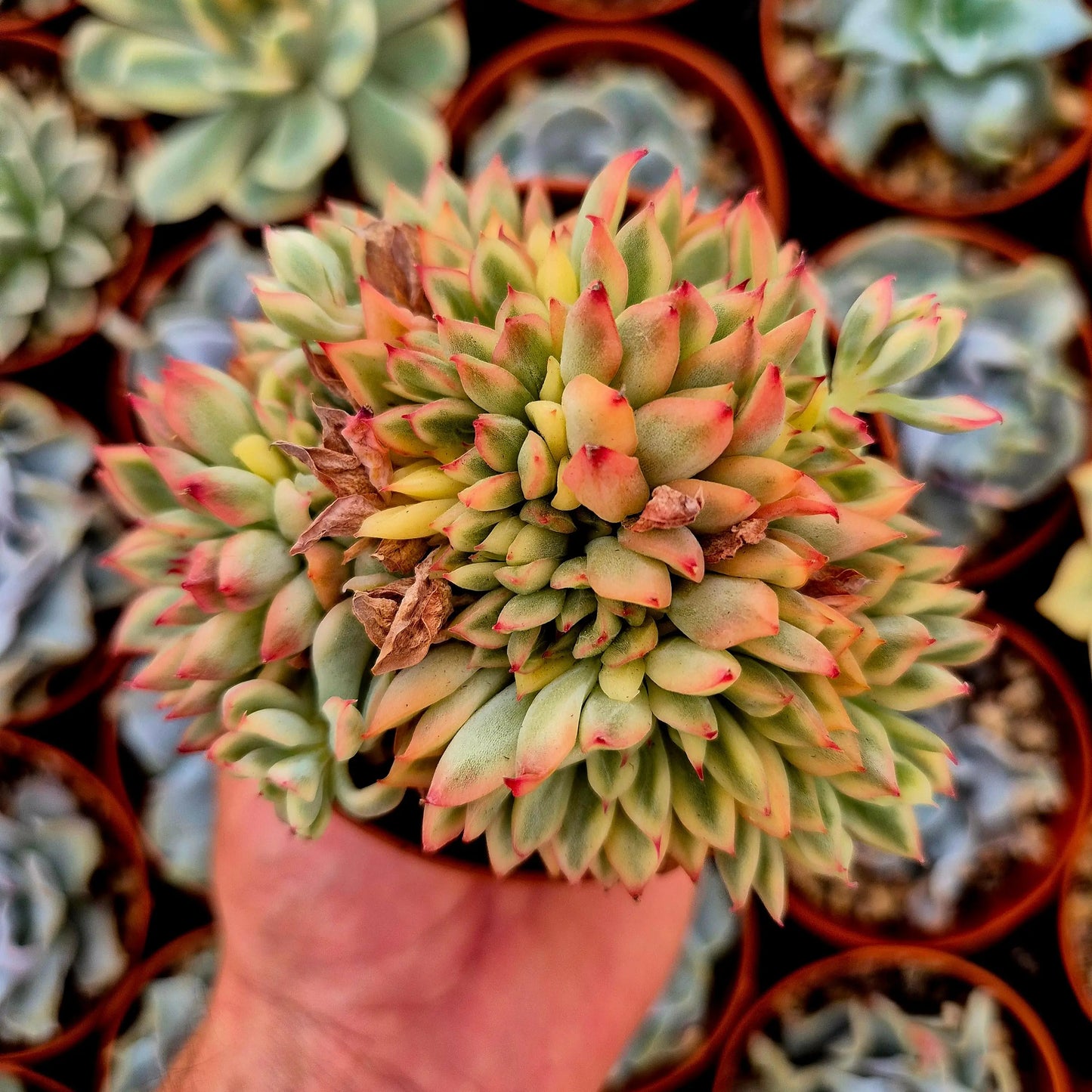 Echeveria ’Mebina’ variegada