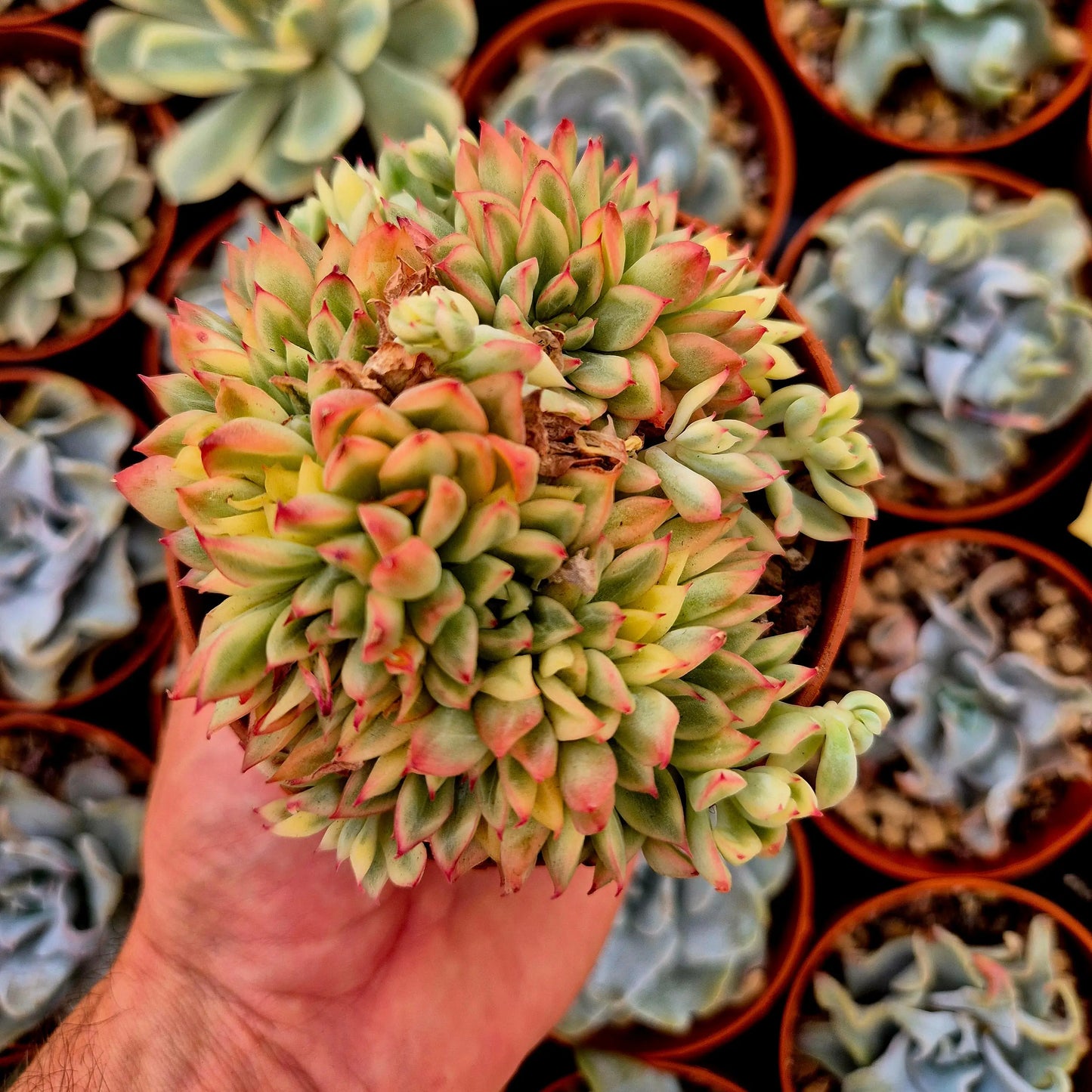 Echeveria ’Mebina’ variegada