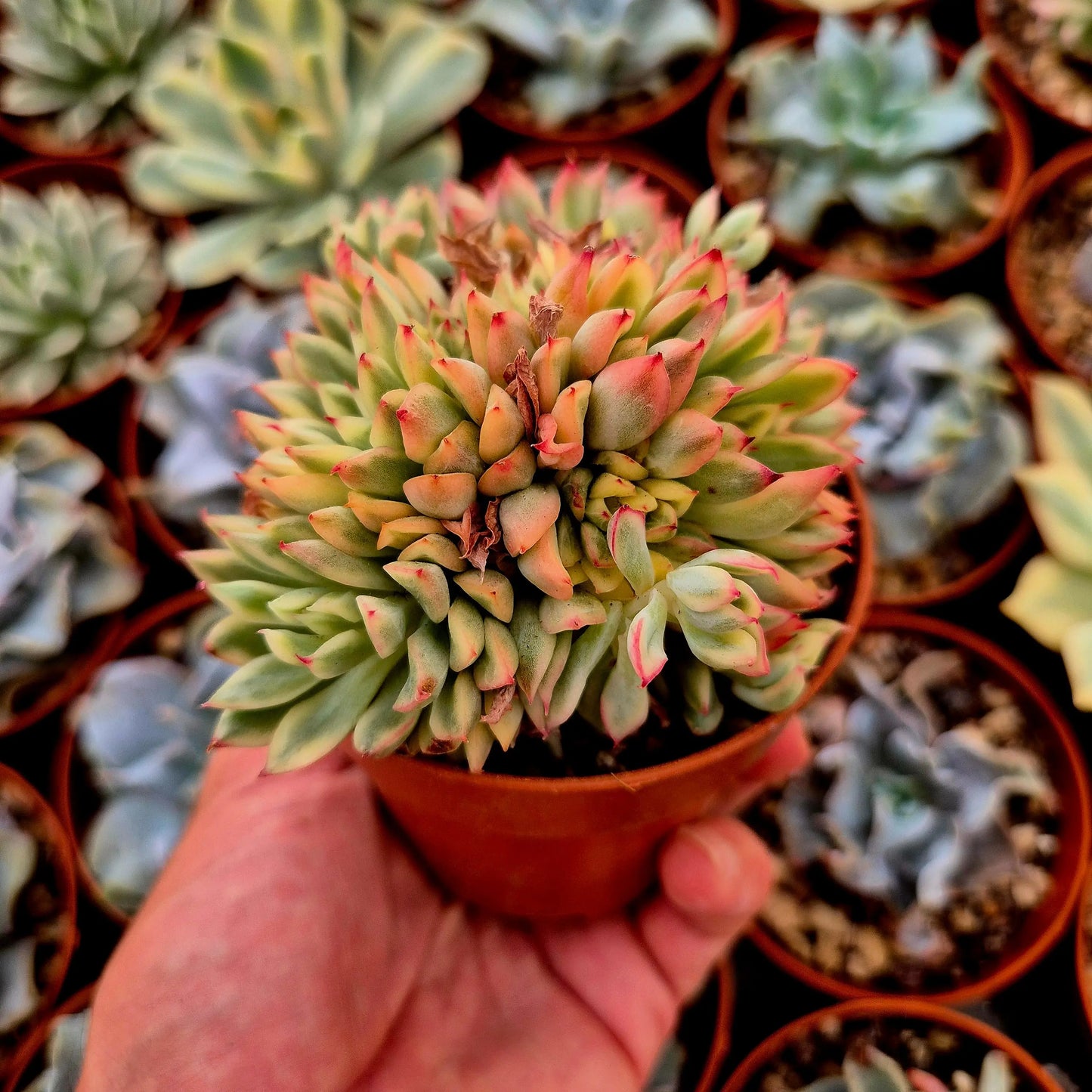 Echeveria ’Mebina’ variegada