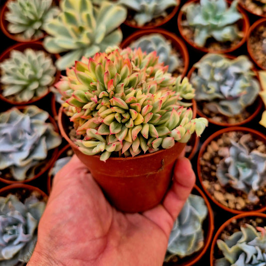 Echeveria ’Mebina’ variegada
