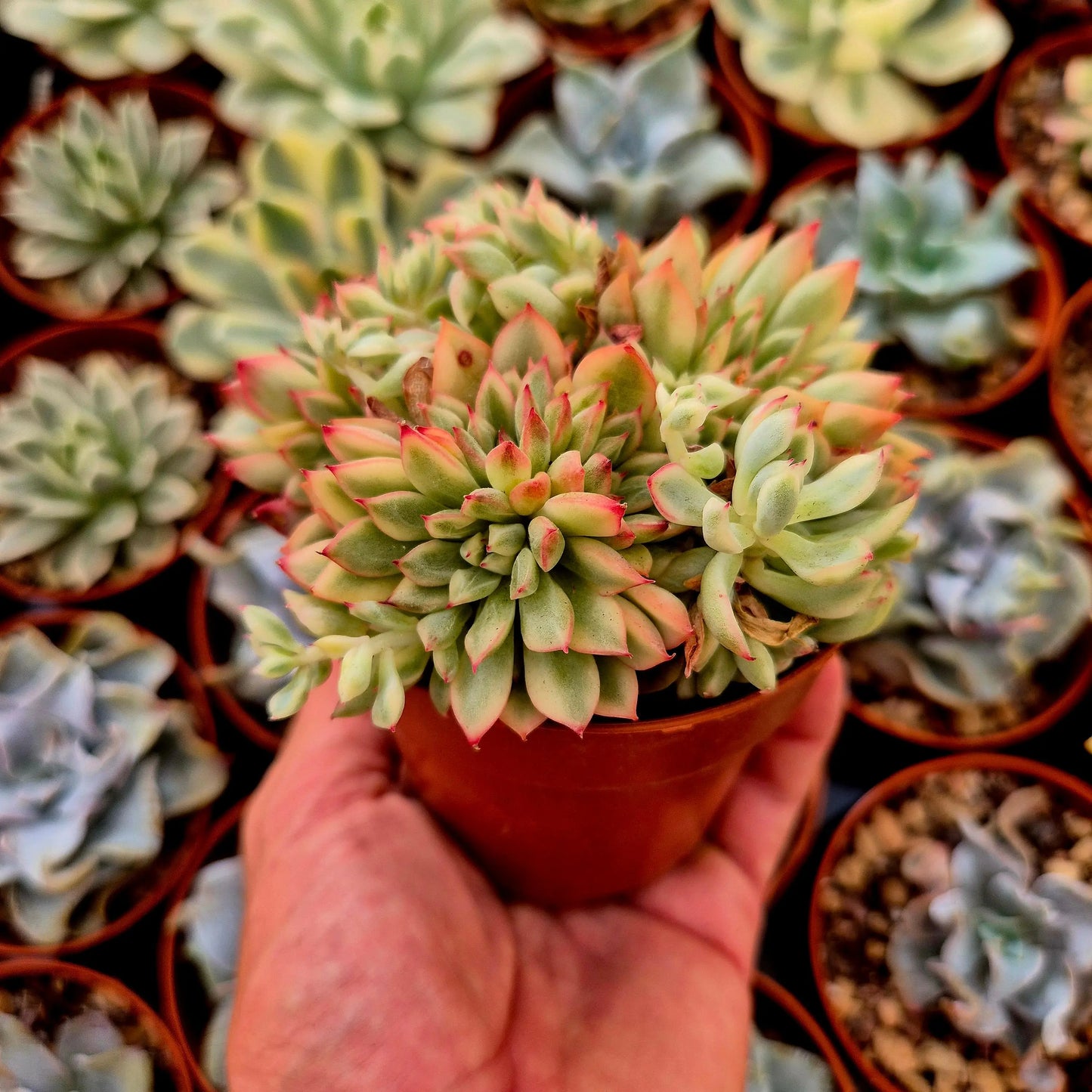 Echeveria ’Mebina’ variegada