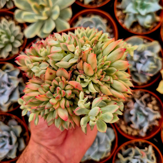 Echeveria ’Mebina’ variegada