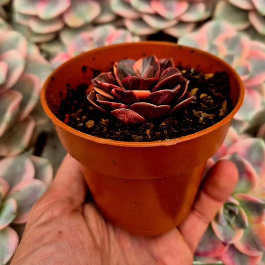 Echeveria ’Melaco’ variegada